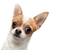 Alt tag not provided for image https://www.airfarewatchdog.com/blog/wp-content/uploads/sites/26/2014/03/chihuahua-300x200.jpg