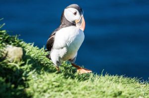 Alt tag not provided for image https://www.airfarewatchdog.com/blog/wp-content/uploads/sites/26/2016/04/puffins26-300x198.jpg