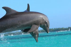 Alt tag not provided for image https://www.airfarewatchdog.com/blog/wp-content/uploads/sites/26/2018/01/dolphin-855574_640-300x200.jpg