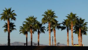 Alt tag not provided for image https://www.airfarewatchdog.com/blog/wp-content/uploads/sites/26/2018/04/cali_generic_palm_trees-300x172.jpg