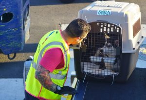 Alt tag not provided for image https://www.airfarewatchdog.com/blog/wp-content/uploads/sites/26/2018/04/flyingwithanimals10-300x205.jpg