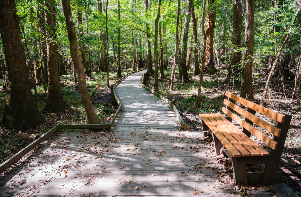 Pathway in Congaree National Park