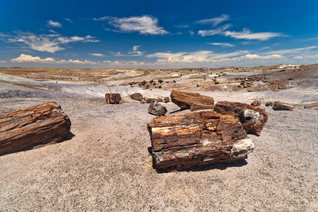 Petrified Forest National Park