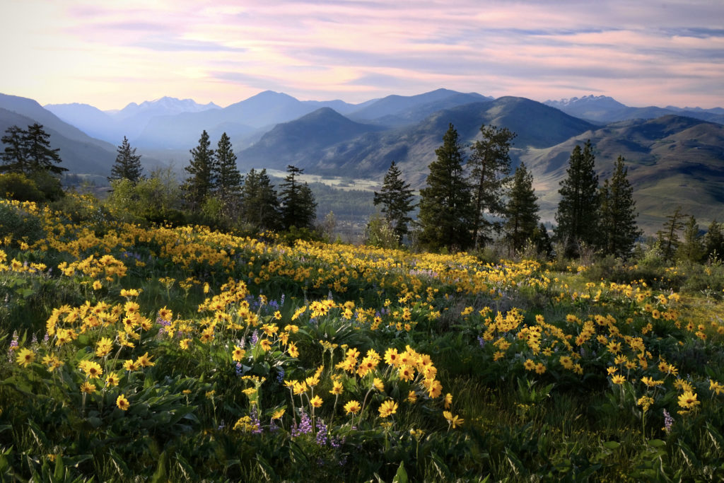 Wildflowers in North Cascades National Park