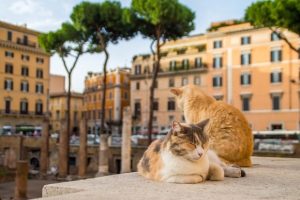 Alt tag not provided for image https://www.airfarewatchdog.com/blog/wp-content/uploads/sites/26/2018/08/rome_cats_shutter-300x200.jpg