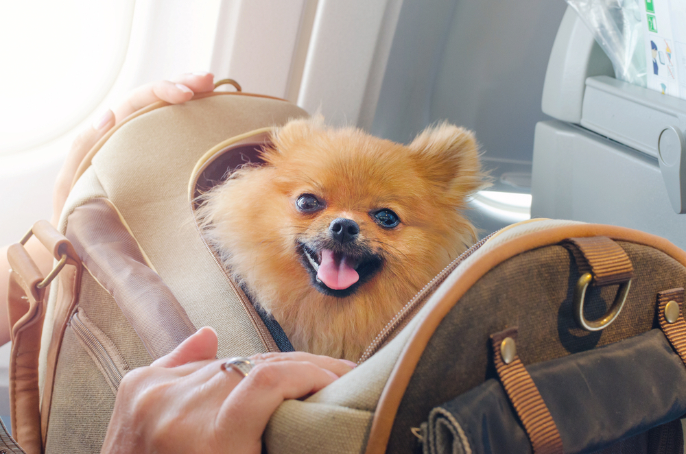 singapore airlines travel with pets