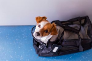 Emotional Support Animal Dog Travel Airplane ESA Cute