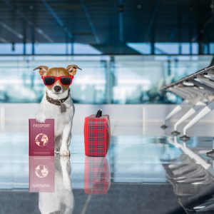 dog passport international pet travel