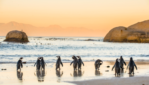 Penguins on the beach in Cape Town South Africa