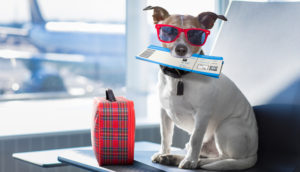 Alt tag not provided for image https://www.airfarewatchdog.com/blog/wp-content/uploads/sites/26/2019/08/Dog-Airplane-FlightTickets-Pet-Travel-300x172.png