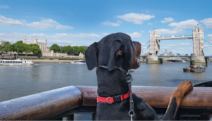 Dog looks out over the Thames River towards the Tower Bridge in London
