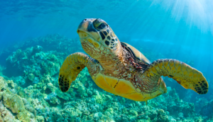 Alt tag not provided for image https://www.airfarewatchdog.com/blog/wp-content/uploads/sites/26/2019/10/Maui-Hawaii-Turtle-Sea-Honu-Seaturtle-300x172.png