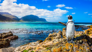 penguin at boulders beach in Cape Town South Africa
