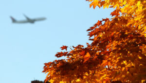 Airplane flies over autumnal orange leaves