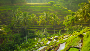 rice terraces near ubud bali indonesia denpasar