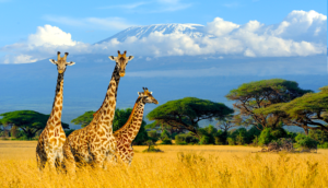 Alt tag not provided for image https://www.airfarewatchdog.com/blog/wp-content/uploads/sites/26/2020/02/giraffe-safari-tanzania-kilimanjaro-dar-es-salaam-africa-300x172.png