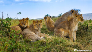 Alt tag not provided for image https://www.airfarewatchdog.com/blog/wp-content/uploads/sites/26/2020/04/Lions-Kenya-Masaai-mara_Zoom_background-thumbnail-AWD-300x170.jpg