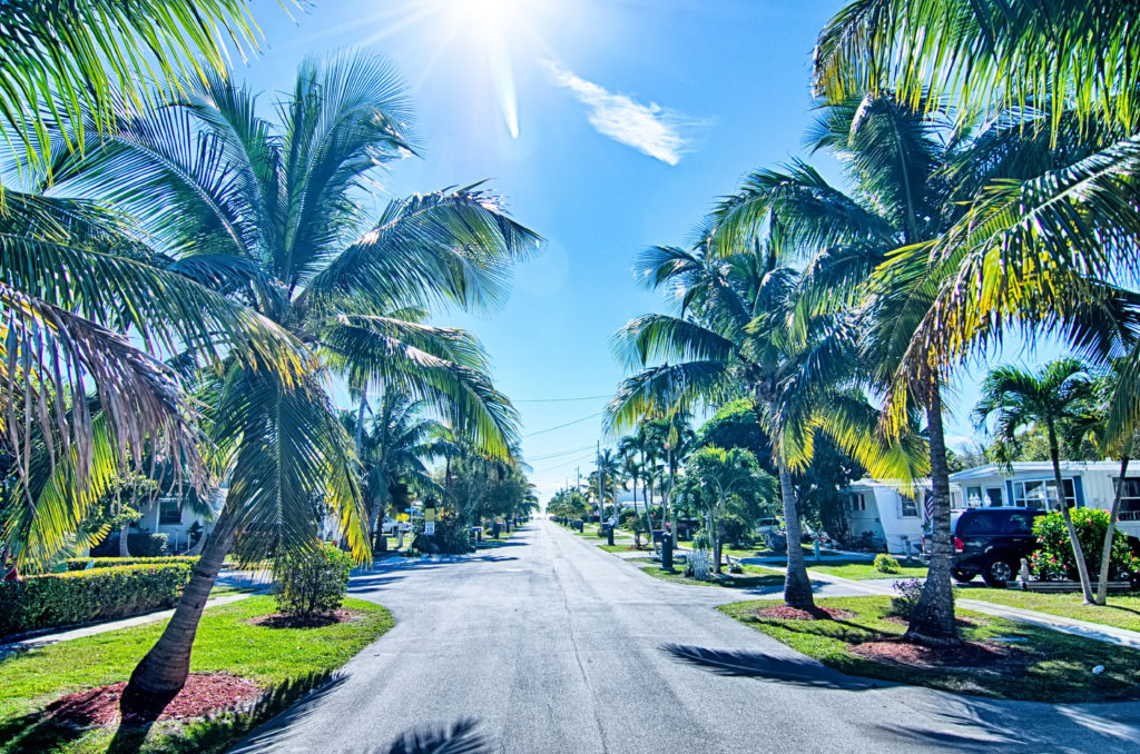 Palm trees in Key West