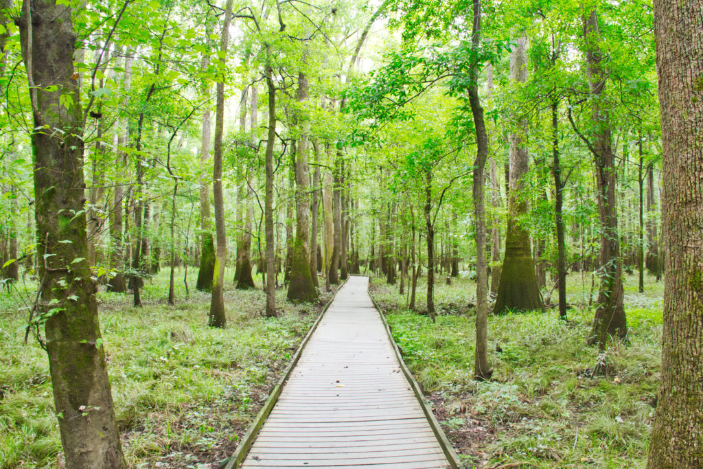 Congaree National Park