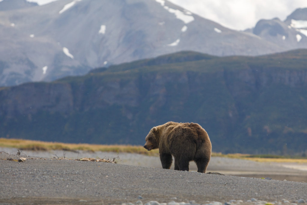 A bear at Katmai National Park and Preserve